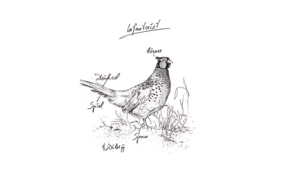 Zeichnung eines Fasans aus dem Buch "Jägersprache"
