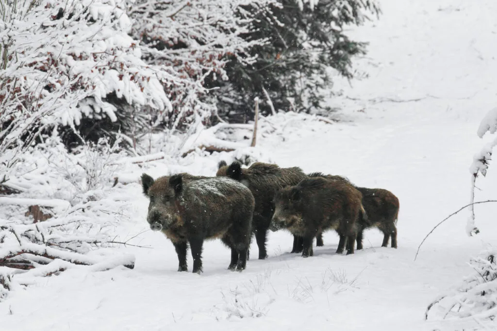 Eine Wildschweinrotte, genauer gesagt eine Bache mit ihren Frischlingen, durchstreift im Winter einen Wald in Schleswig-Holstein, Deutschland
