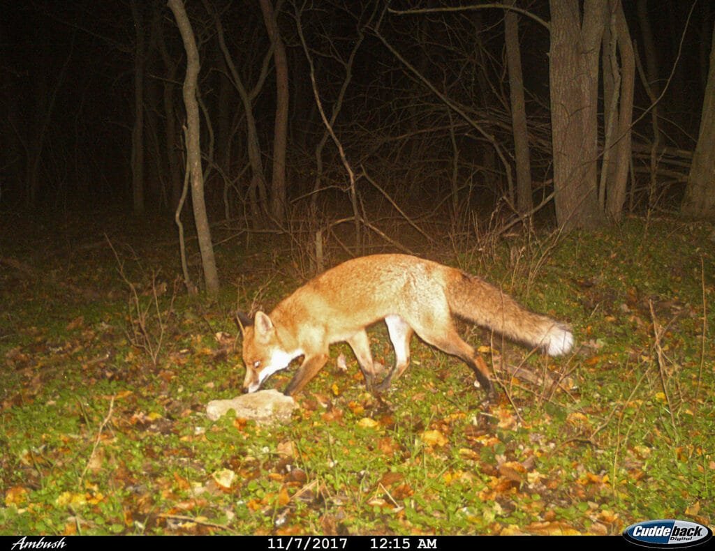 Rotfuchs auf Kamerafalle