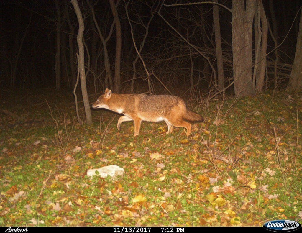 Goldschakal auf Kamerafalle