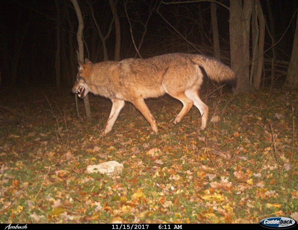 Wolf auf Kamerafalle