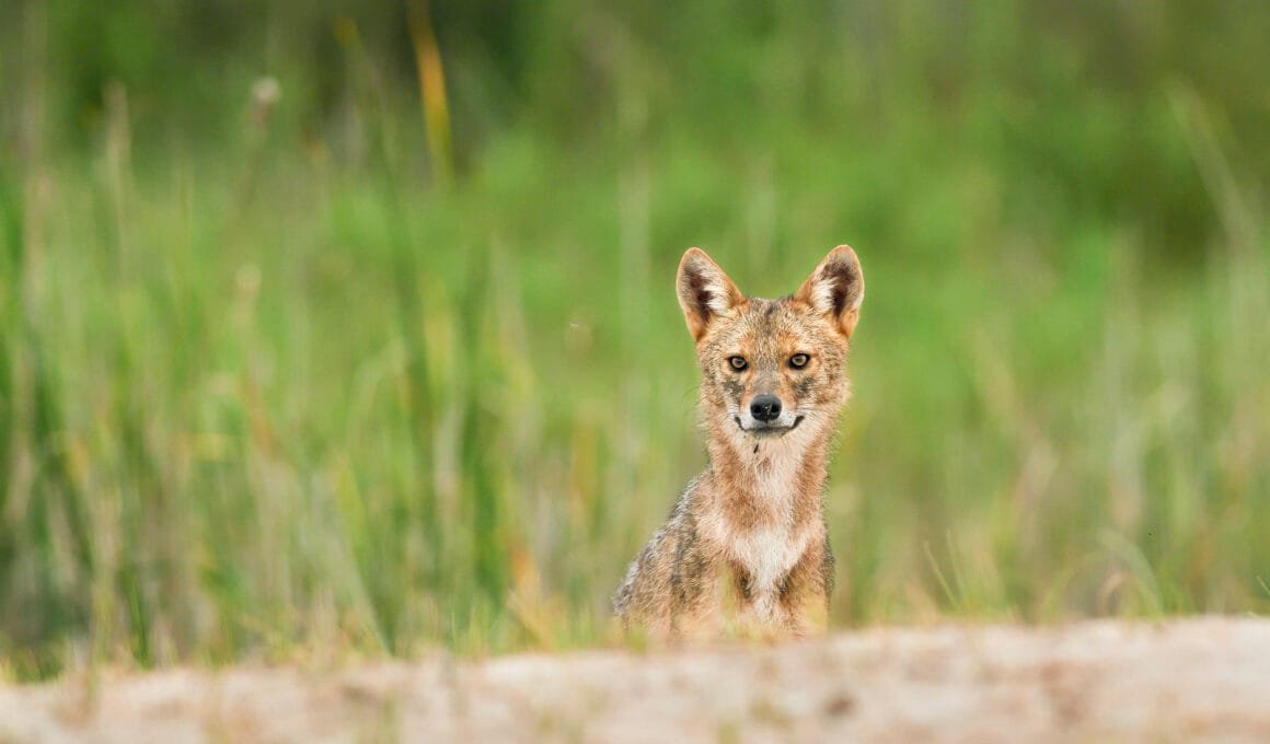 Goldschakal am Sandstrand