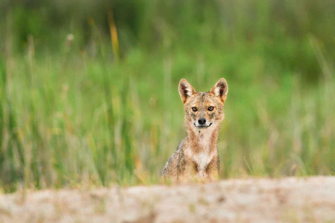 Goldschakal am Sandstrand