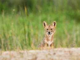 Goldschakal am Sandstrand