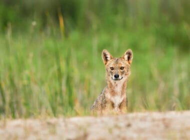 Goldschakal am Sandstrand