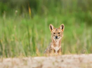 Goldschakal am Sandstrand