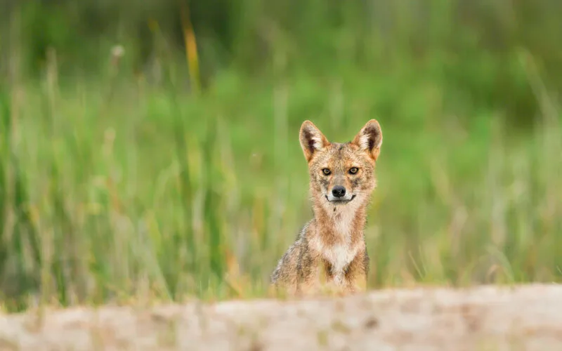 Goldschakal am Sandstrand