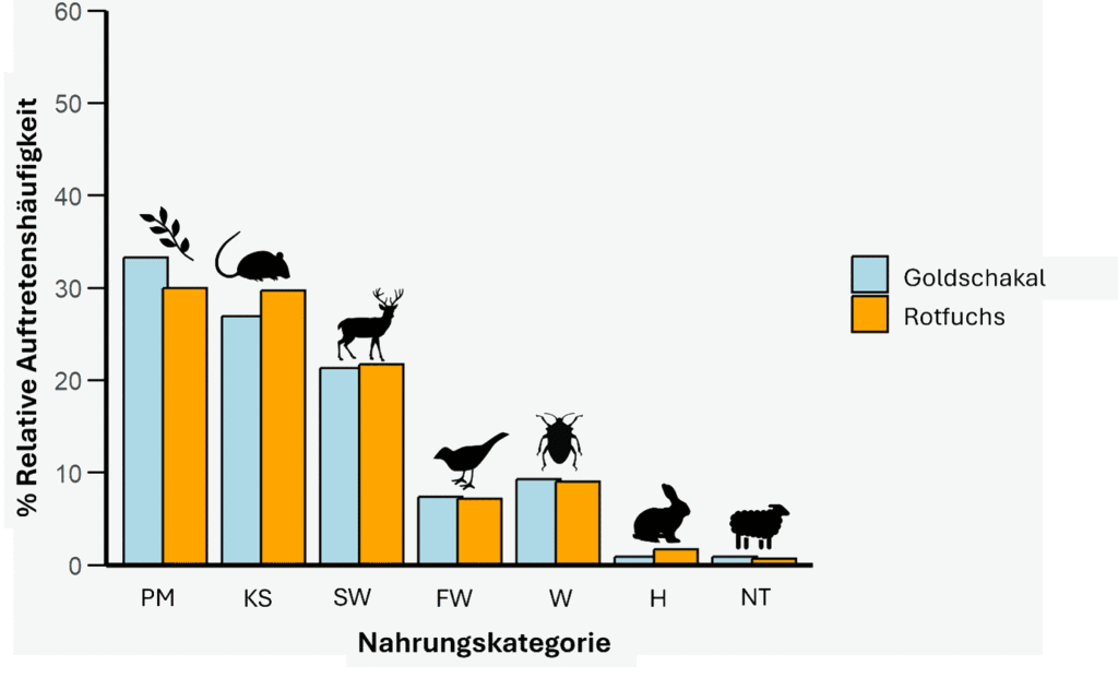 Nahrungsspektrum des Goldschakals verglichen mit dem Rotfuchs