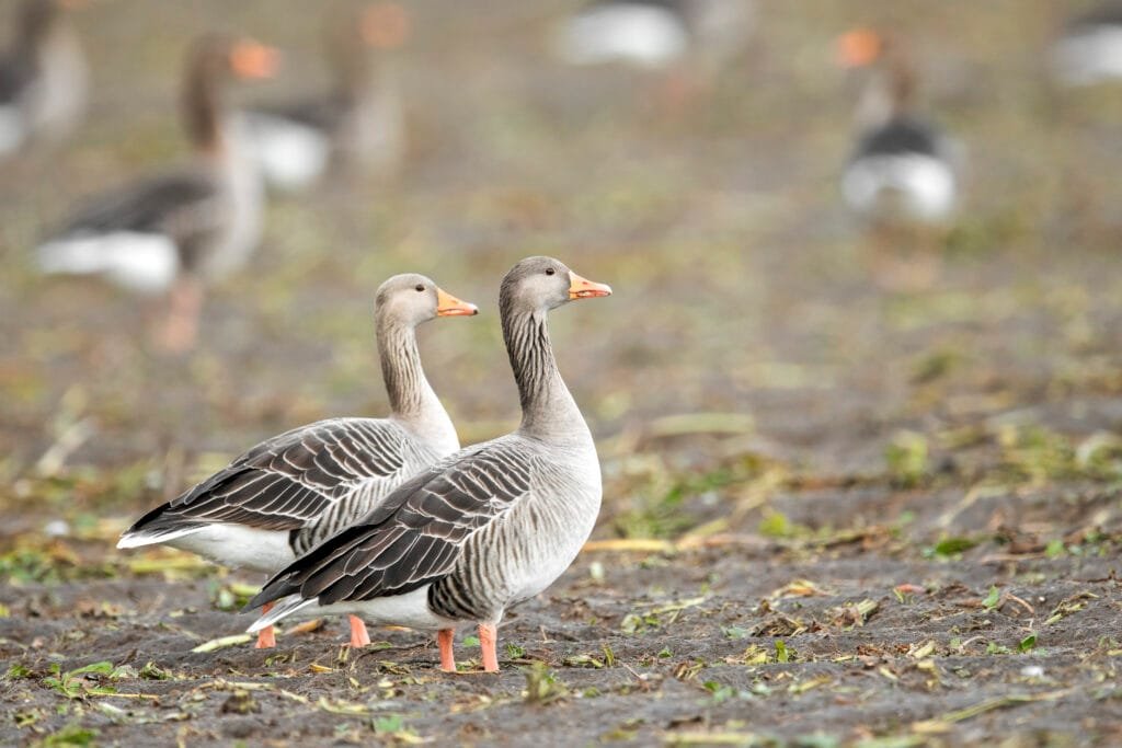 Graugans (Anser anser) im Feld