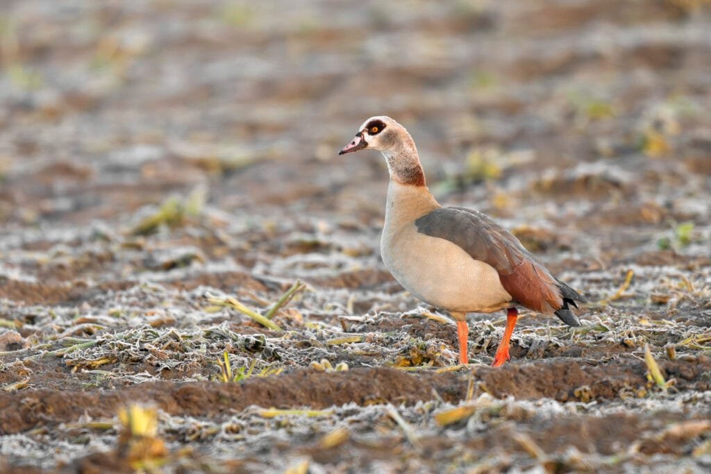 Nilgans (Alopochen aegyptiaca) im Feld