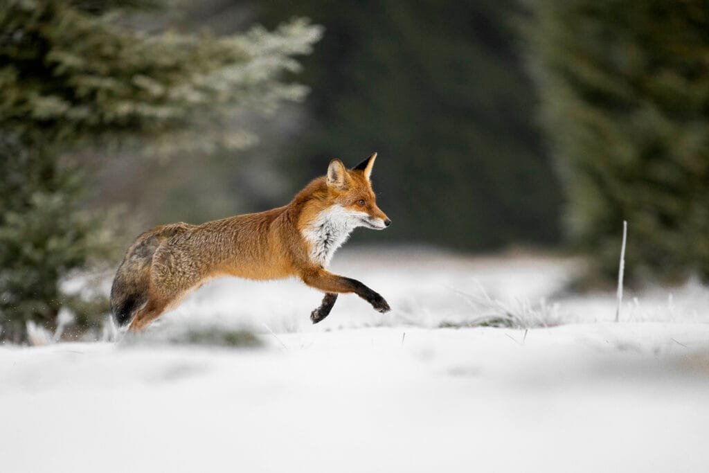 Rotfuchs (Vulpes vulpes) im Schnee