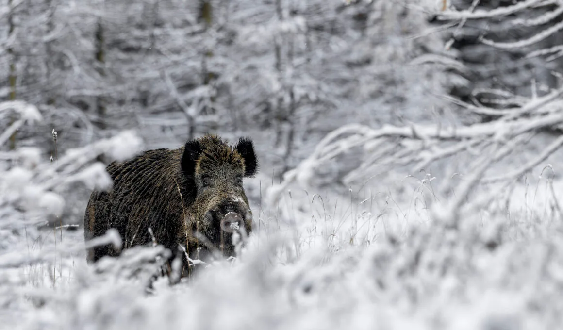 Keiler im Winter im Wald