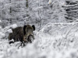 Keiler im Winter im Wald