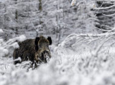 Keiler im Winter im Wald