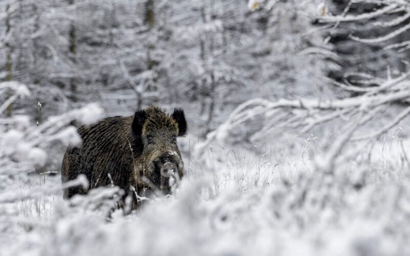 Keiler im Winter im Wald