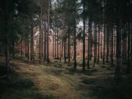 Foto Wald