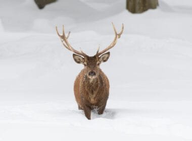 Hirsch im Schnee