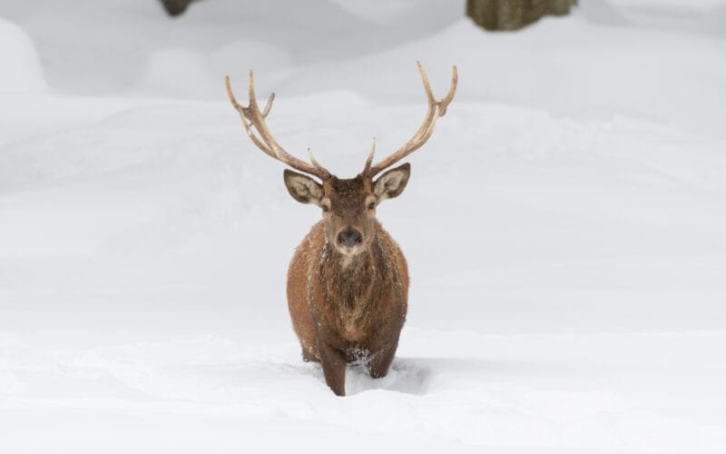 Hirsch im Schnee