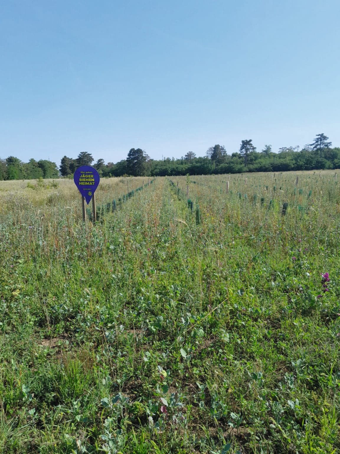 Dritter Abschnitt mit Blühmischung in den Reihen