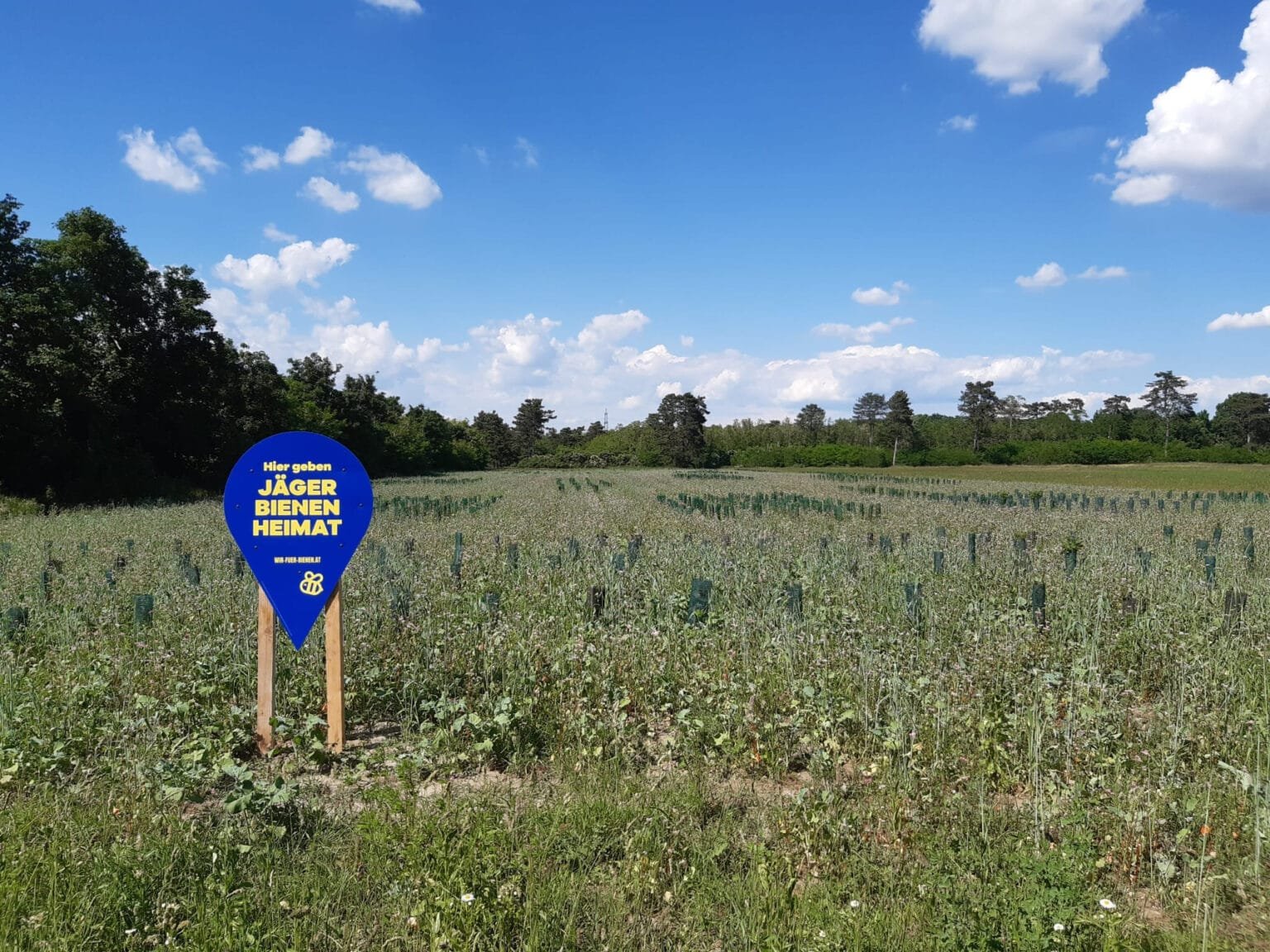 Zweiter Abschnitt blühend