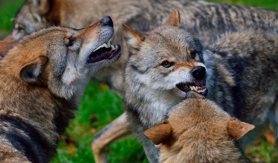 Ein drohendes Wolfsrudel