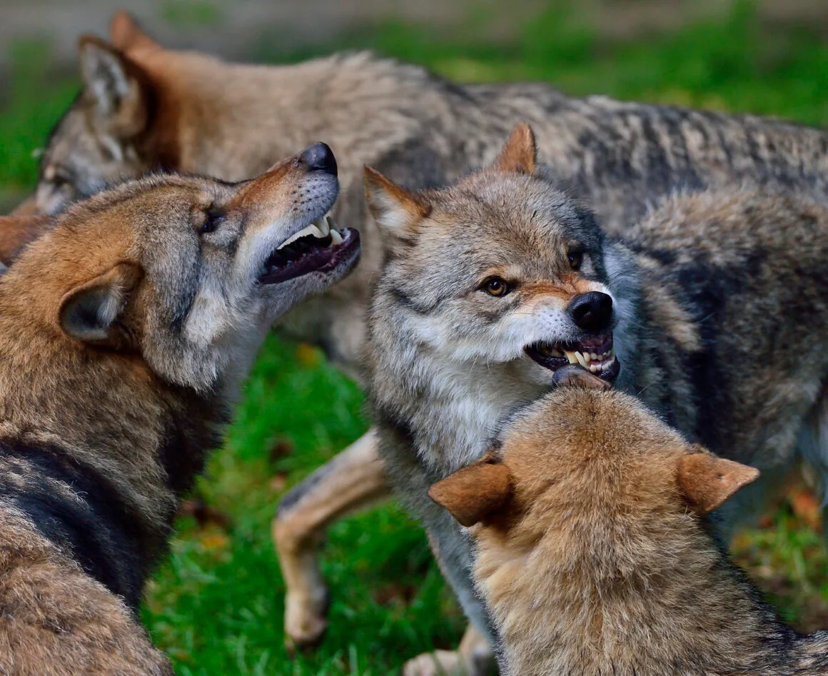 Ein drohendes Wolfsrudel