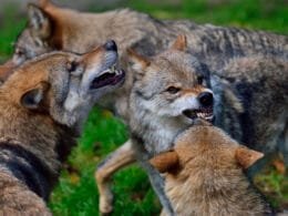 Ein drohendes Wolfsrudel