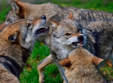 Ein drohendes Wolfsrudel