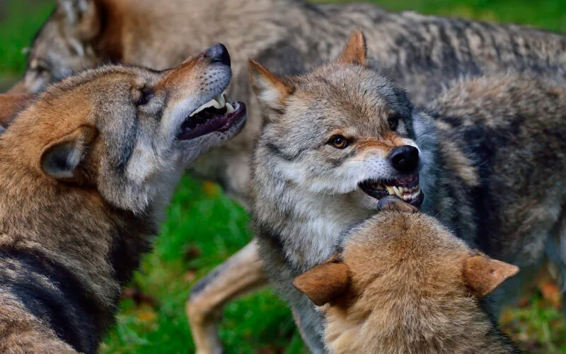 Ein drohendes Wolfsrudel