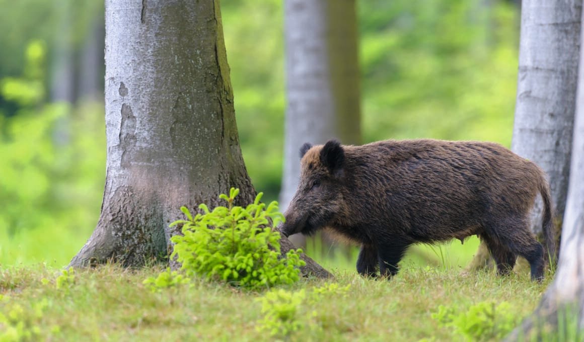 Wildschwein (F&uuml;hrende Bache) Ende Mai, Spessart, Bayern