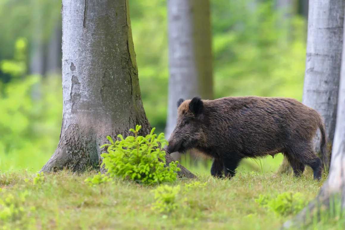 Wildschwein (F&uuml;hrende Bache) Ende Mai, Spessart, Bayern