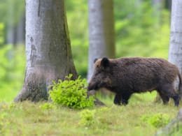 Wildschwein (Führende Bache) Ende Mai, Spessart, Bayern