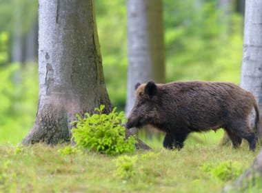 Wildschwein (Führende Bache) Ende Mai, Spessart, Bayern