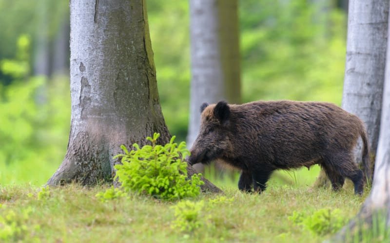 Wildschwein (Führende Bache) Ende Mai, Spessart, Bayern