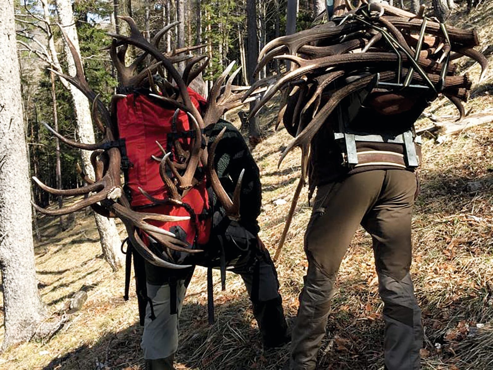 Geweihe werden gesammelt