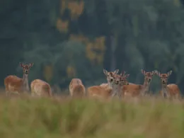 Damwild