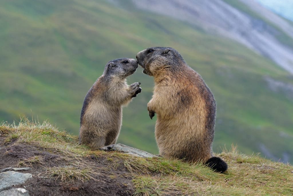 Murmeltiere (Alttier und Jungtier) im Nationalpark Hohe Tauern, Sommer, Österreich,