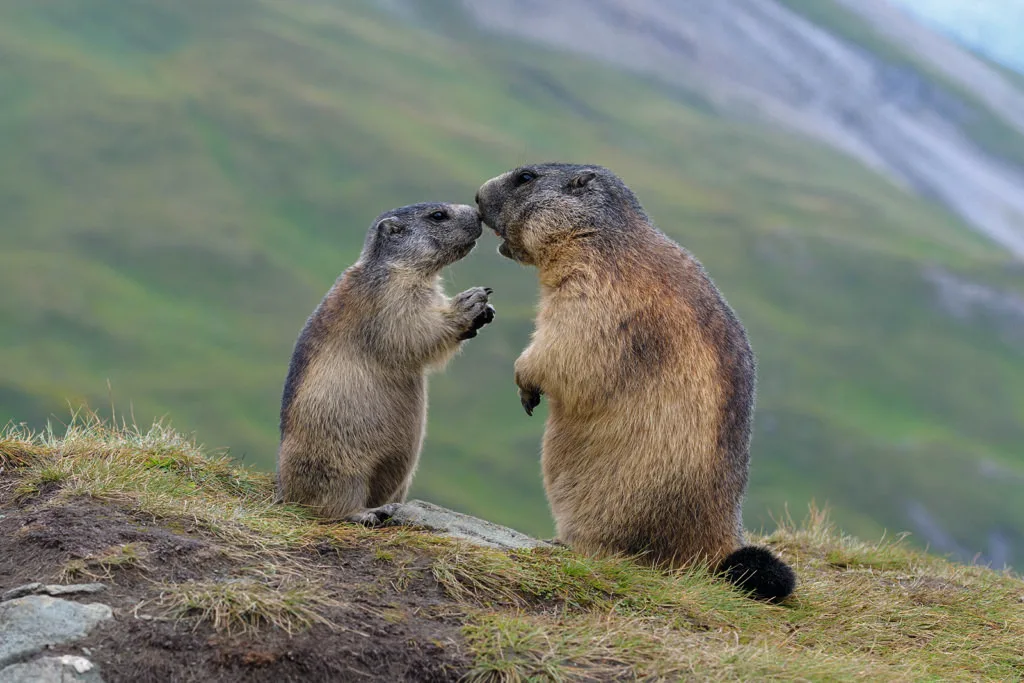 Murmeltiere (Alttier und Jungtier) im Nationalpark Hohe Tauern, Sommer, Österreich,