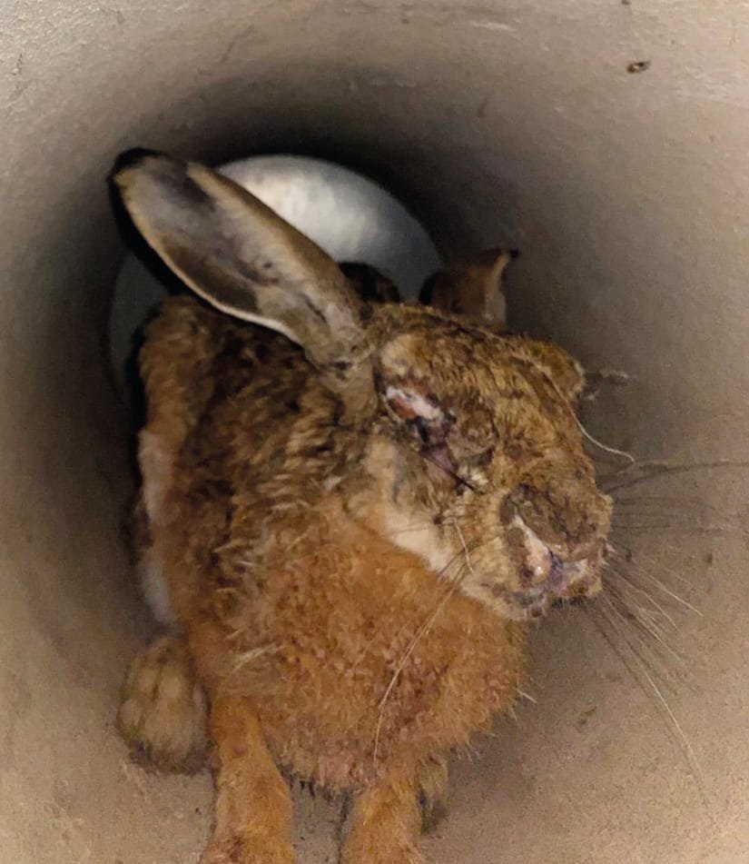 Hase Myxomatose