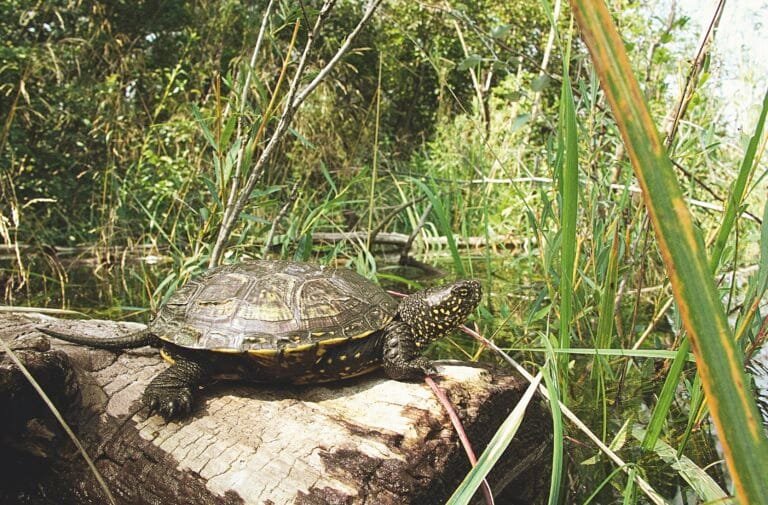 Europäische Sumpfschildkröte
