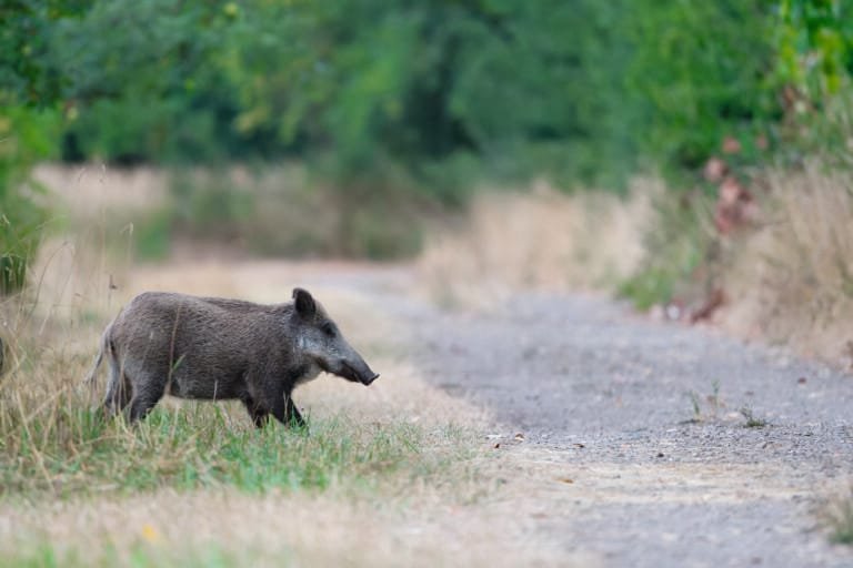 Wildschwein
