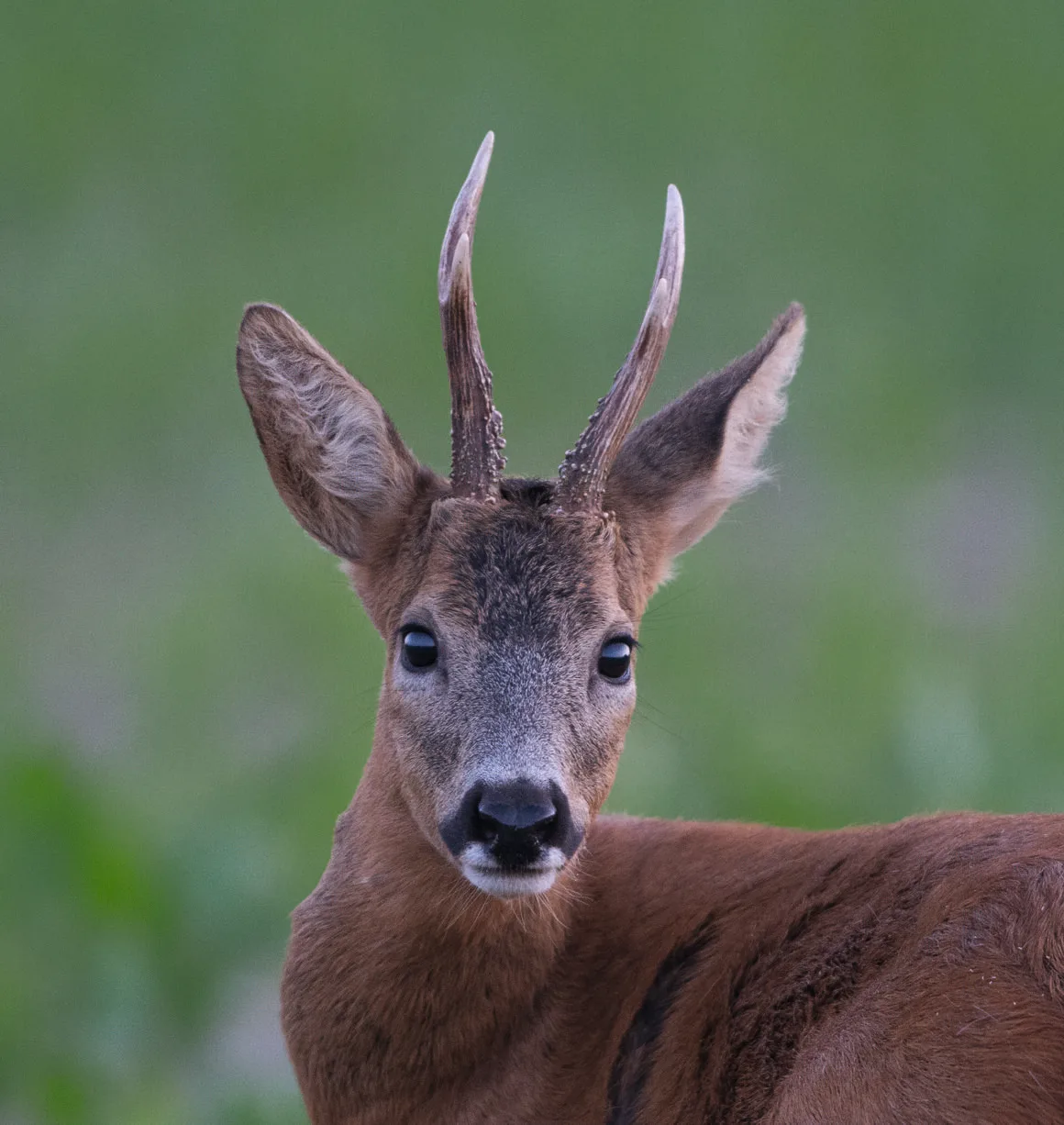 Rehbock steht in Wiese, Portrait, Sommer, NRW