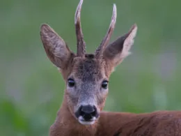 Rehbock steht in Wiese, Portrait, Sommer