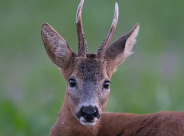 Rehbock steht in Wiese, Portrait, Sommer, NRW