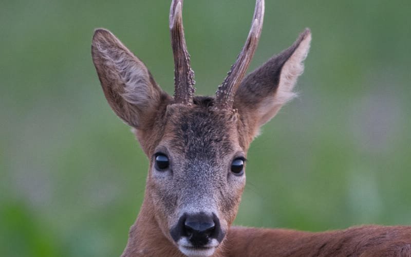 Rehbock steht in Wiese, Portrait, Sommer