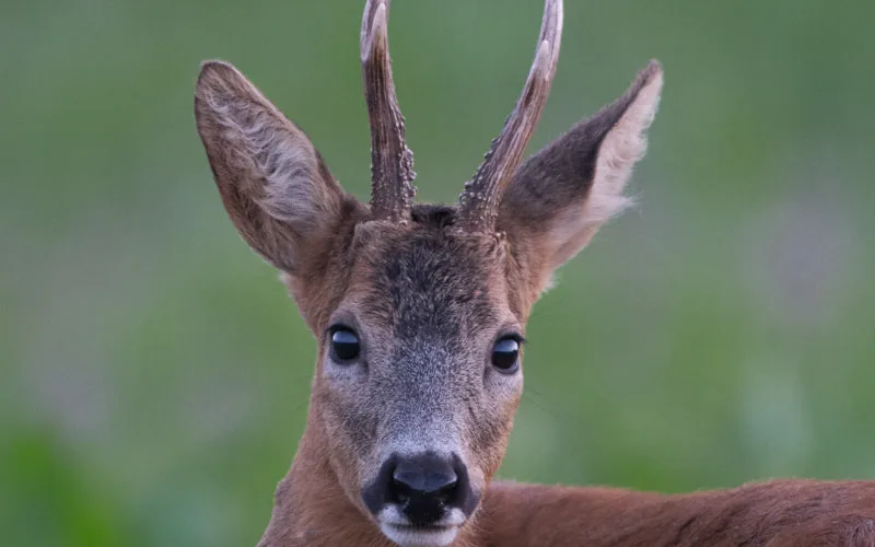 Rehbock steht in Wiese, Portrait, Sommer, NRW