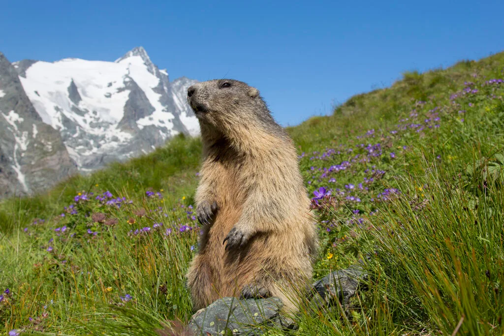 Murmeltier, Marmota marmota, Alttier, Nationalpark Hohe Tauern, Oesterreich