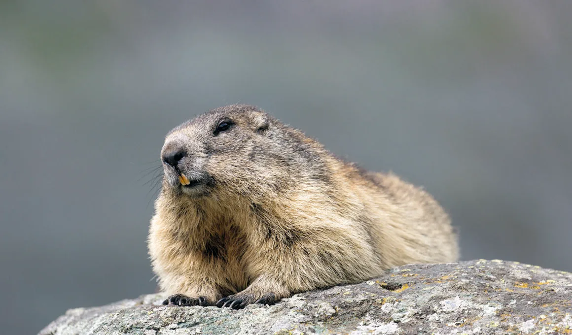 Murmeltier, Marmota marmota, liegendes Alttier, Nationalpark Hohe Tauern, Oesterreich