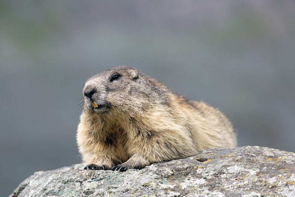 Murmeltier, Marmota marmota, liegendes Alttier, Nationalpark Hohe Tauern, Oesterreich