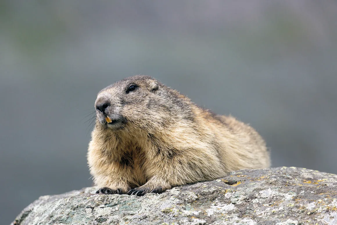 Murmeltier, Marmota marmota, liegendes Alttier, Nationalpark Hohe Tauern, Oesterreich